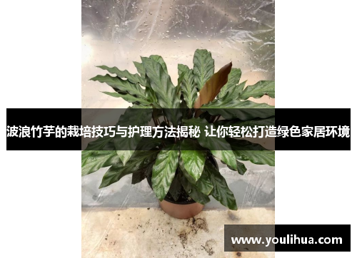 波浪竹芋的栽培技巧与护理方法揭秘 让你轻松打造绿色家居环境