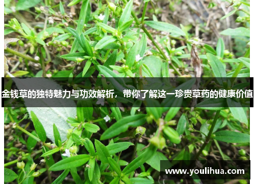 金钱草的独特魅力与功效解析，带你了解这一珍贵草药的健康价值